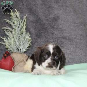 Silver, Cocker Spaniel Puppy
